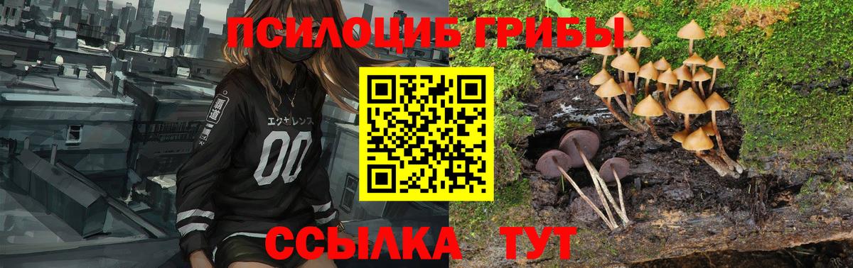 Сергиев Посад  Псилоцибиновые грибы прущие грибы  Вход с VPN  Галлюциногенные грибы Psilocybe 